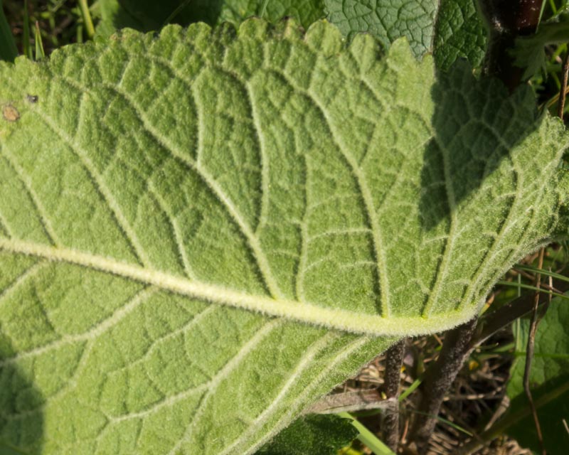 Verbascum chaixii / Verbasco di Chaix